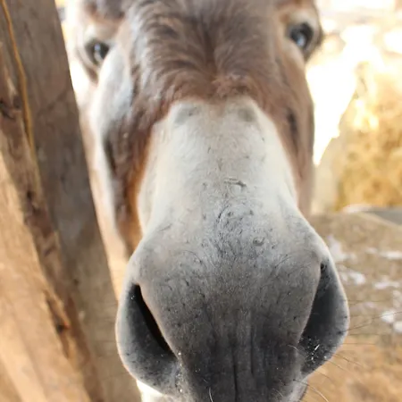 Vakantieboerderij La Casa Di Bacco *