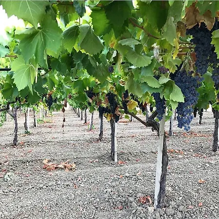 La Casa Di Bacco * Agrigent