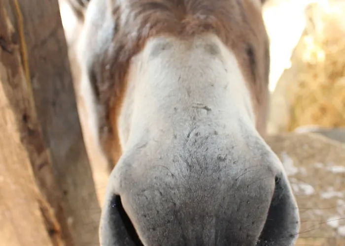 Alloggio per agriturismo La Casa Di Bacco *