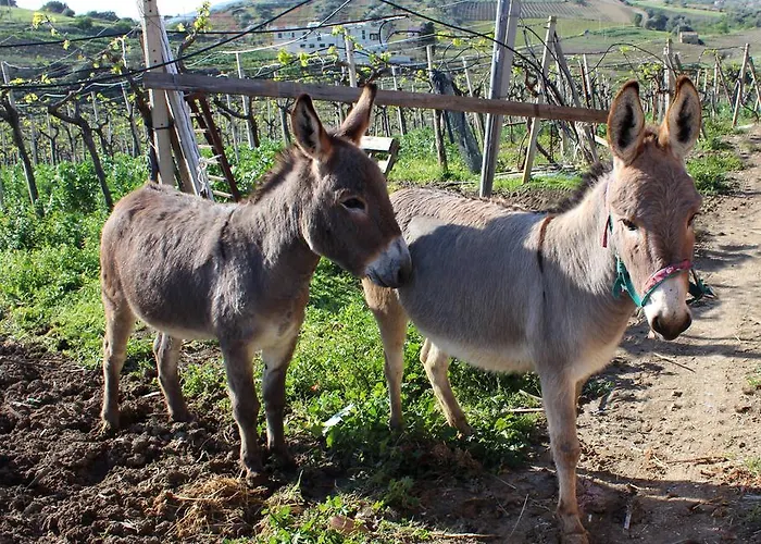 La Casa Di Bacco Alloggio per agriturismo *