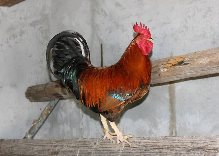 Alloggio per agriturismo La Casa Di Bacco *