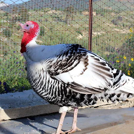 La Casa Di Bacco * Agrigente