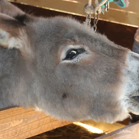 La Casa Di Bacco Séjour à la ferme Agrigente