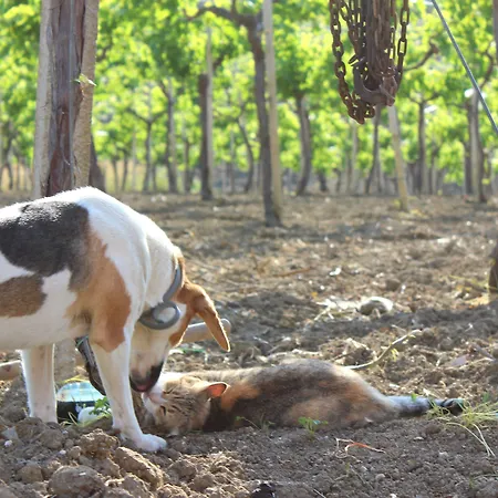 La Casa Di Bacco * Agrigento