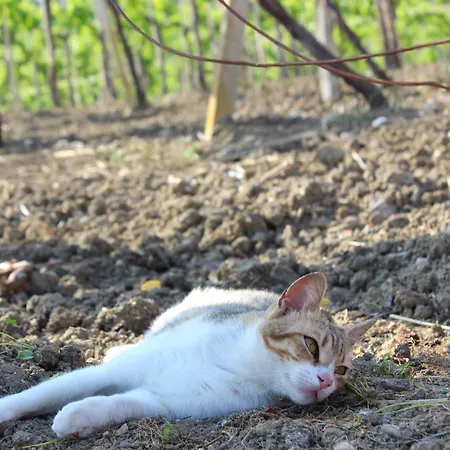 La Casa Di Bacco Séjour à la ferme