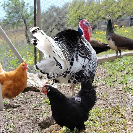 La Casa Di Bacco Bauernhof Agrigent