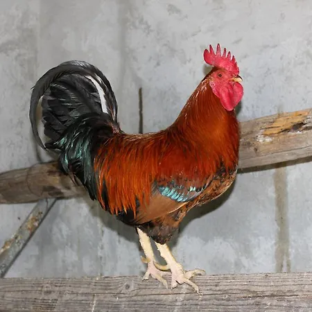 Farm stay La Casa Di Bacco *