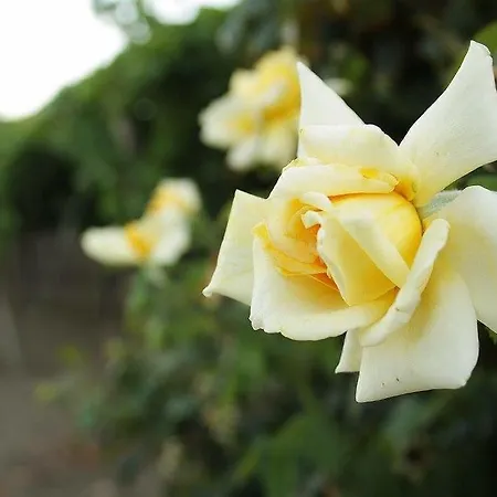 Farm stay La Casa Di Bacco *