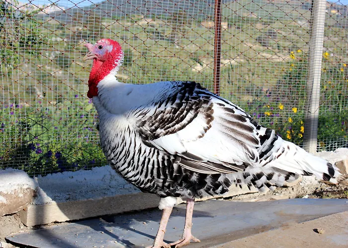 La Casa Di Bacco * Agrigente