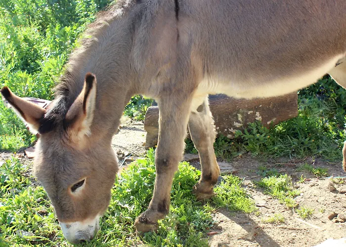 La Casa Di Bacco * Agrigente