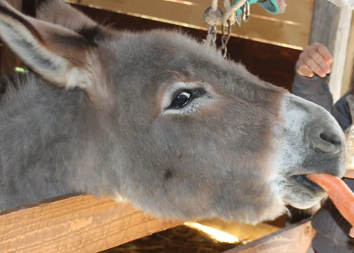 La Casa Di Bacco Séjour à la ferme Agrigente