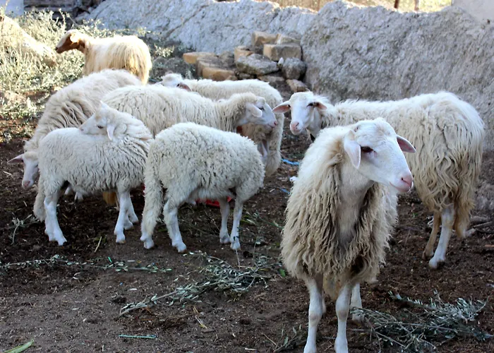 La Casa Di Bacco * Agrigente