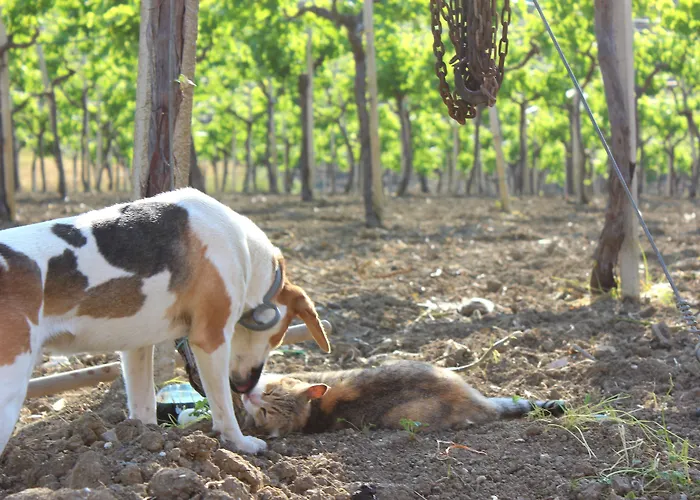 La Casa Di Bacco * Agrigente