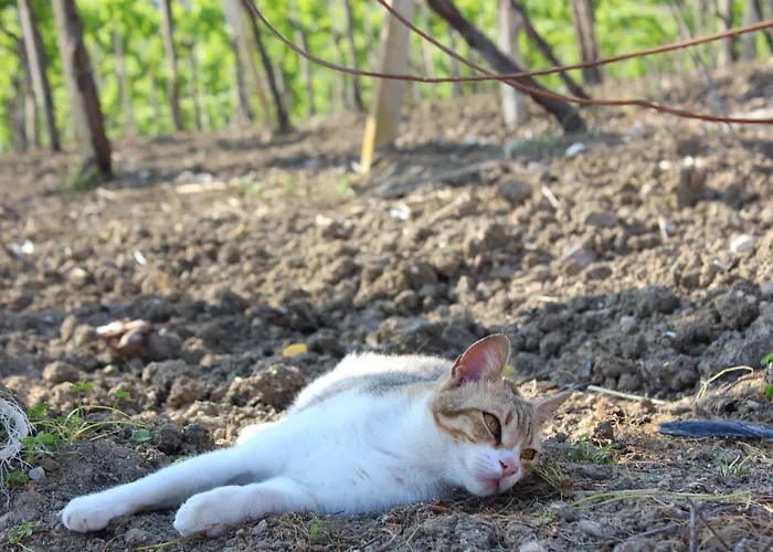 La Casa Di Bacco Séjour à la ferme