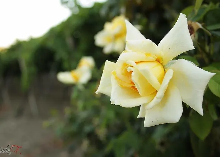 Lantgård La Casa Di Bacco *